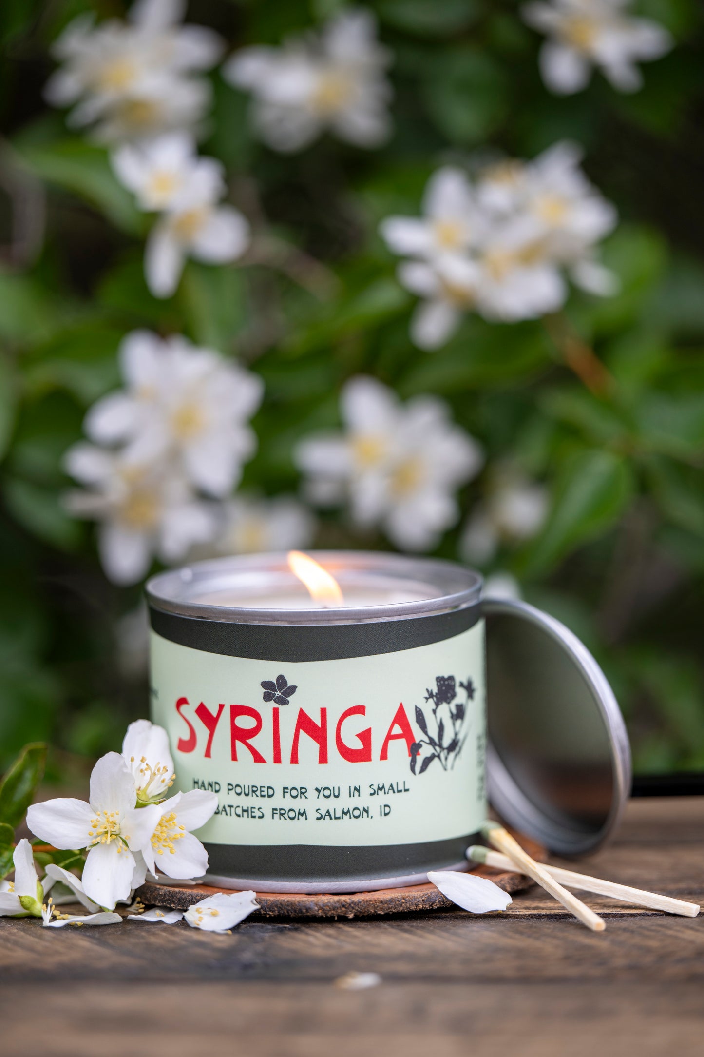Syringa camp tin